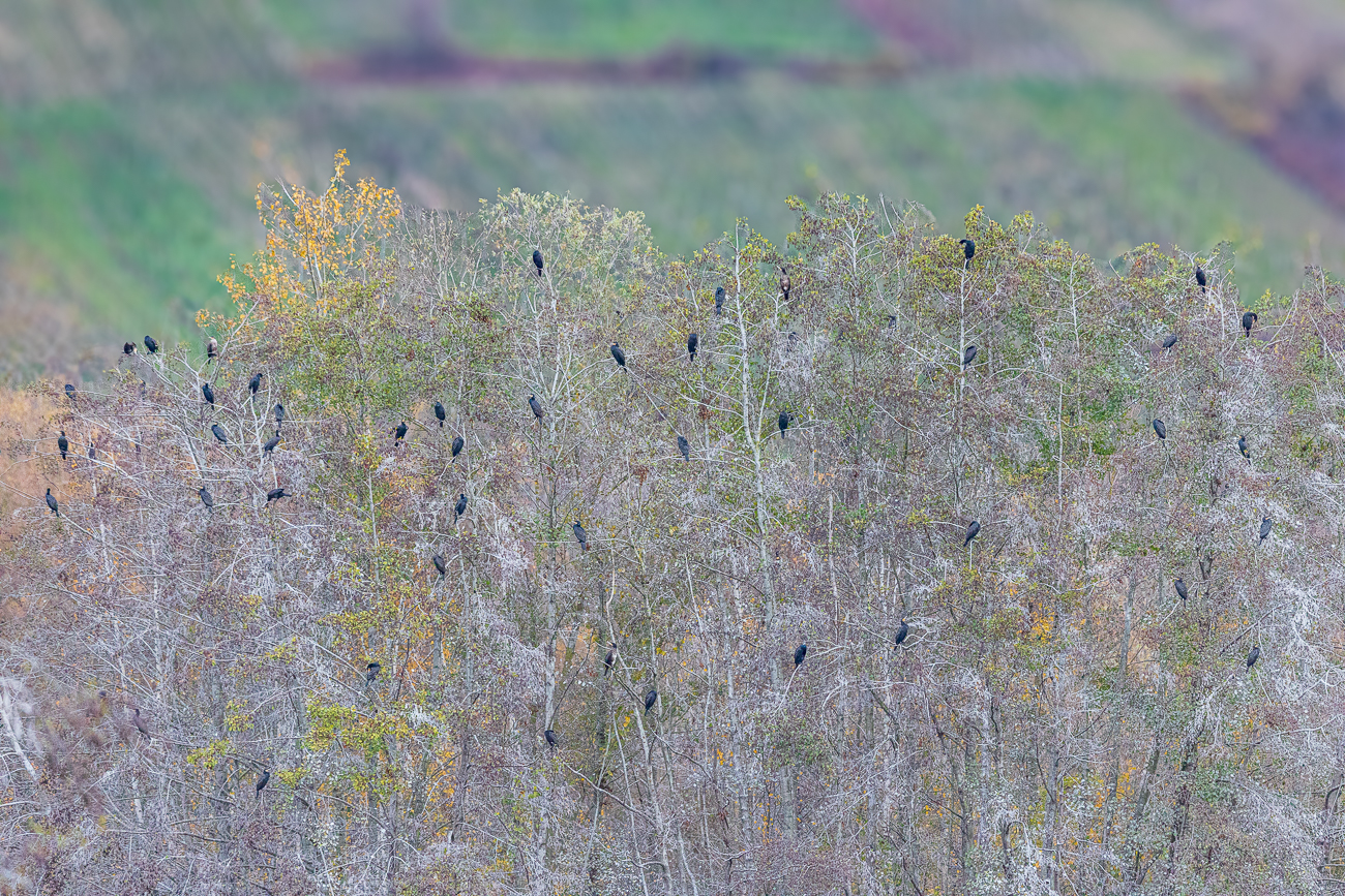 Viele Kormorane [Phalacrocorax carbo]