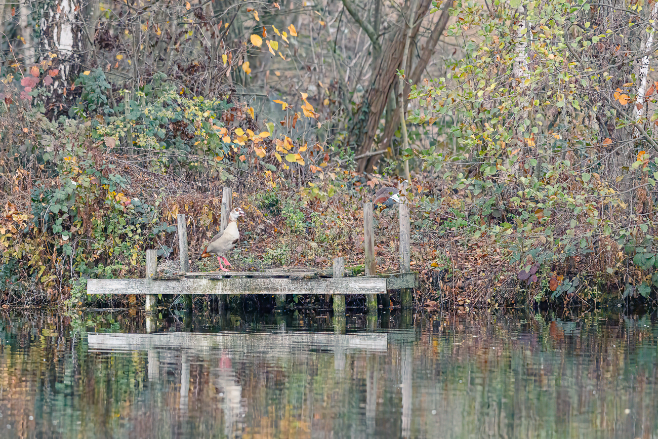Nilgans [Alopochen aegyptiaca]