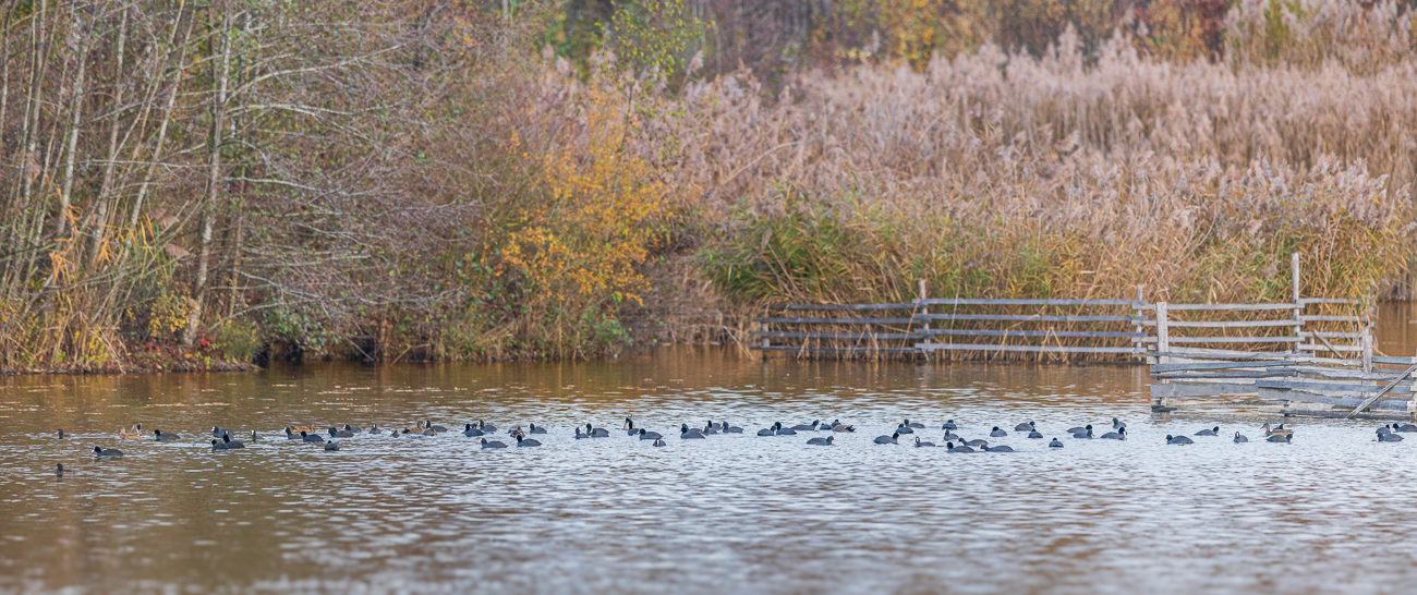 Haufenweise Bläshühner [Fulica atra]
