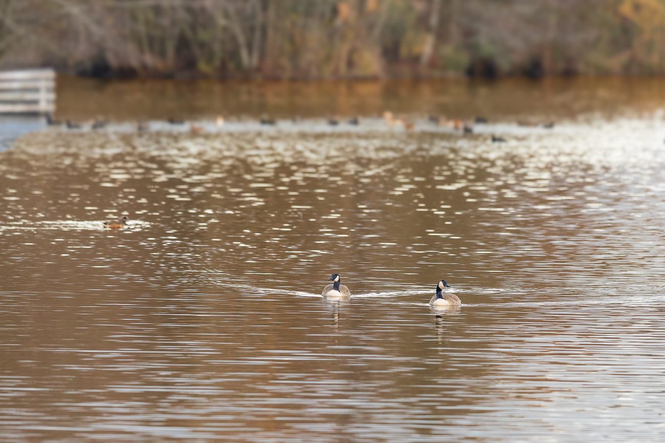 Kanadagänse [Branta canadensis]