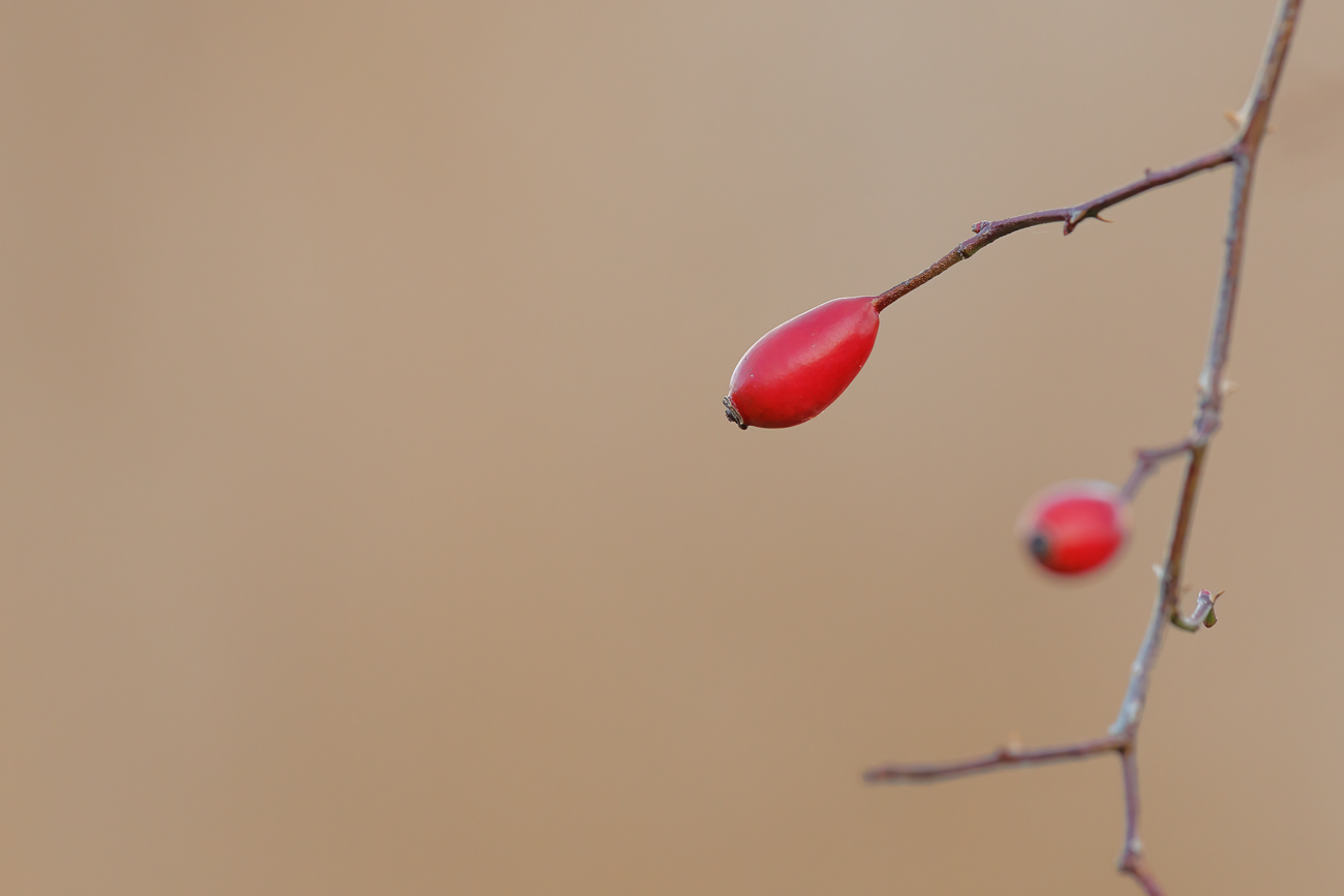 Graugrüne Rose [Rosa dumalis]