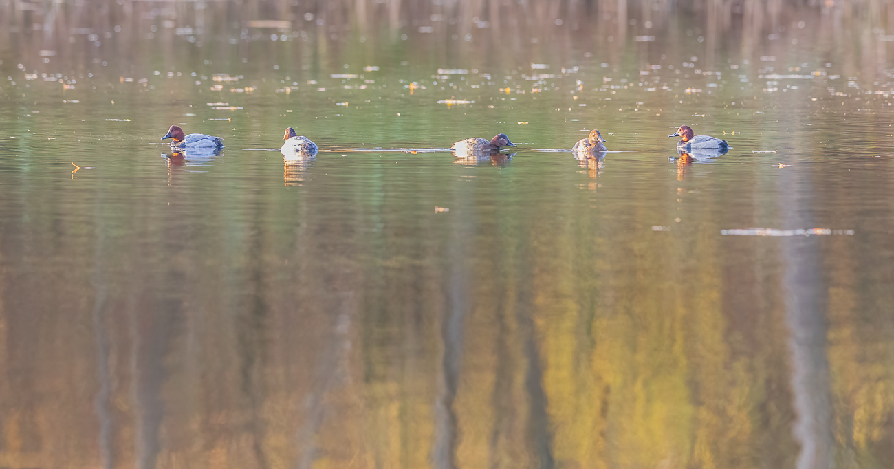 Tafelenten [Aythya ferina]