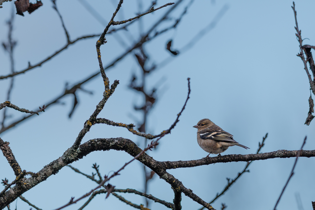 Buchfink [Fringilla coelebs]