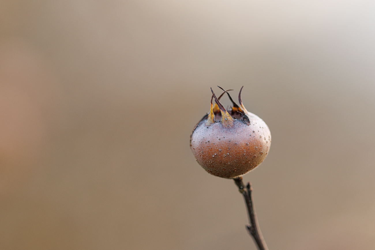 Deutsche Mispel [Crataegus germanica]