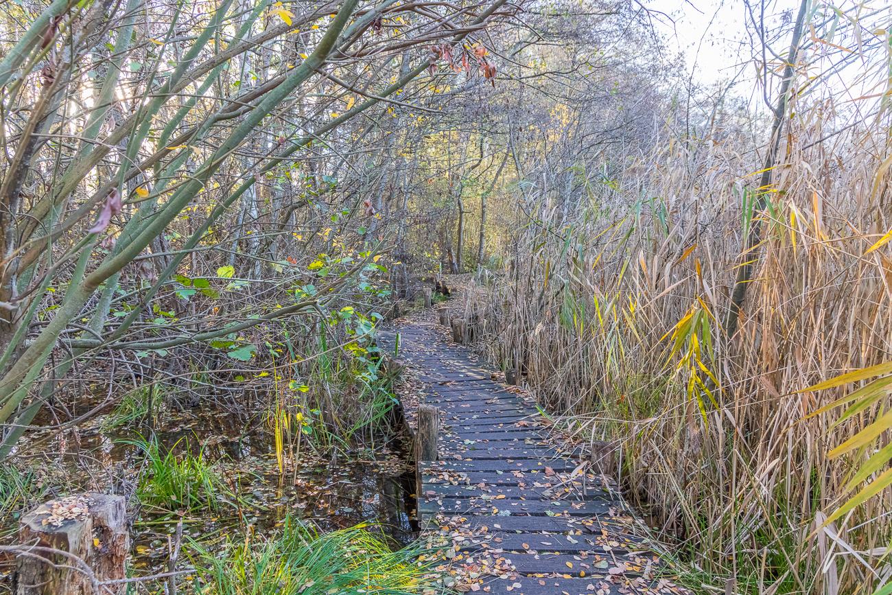 Alter Holzweg über sumpfiges Gelände