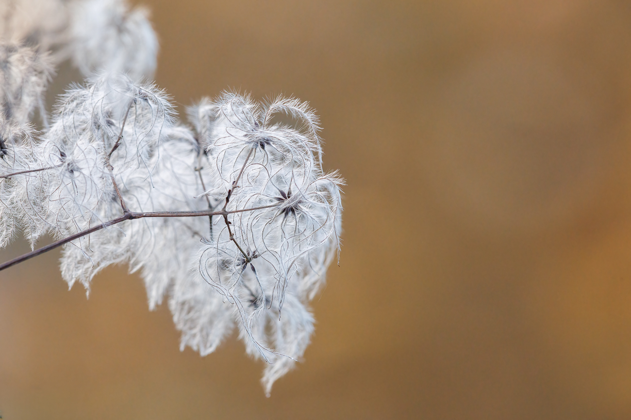 Rankende Waldrebe [Clematis vitalba]
