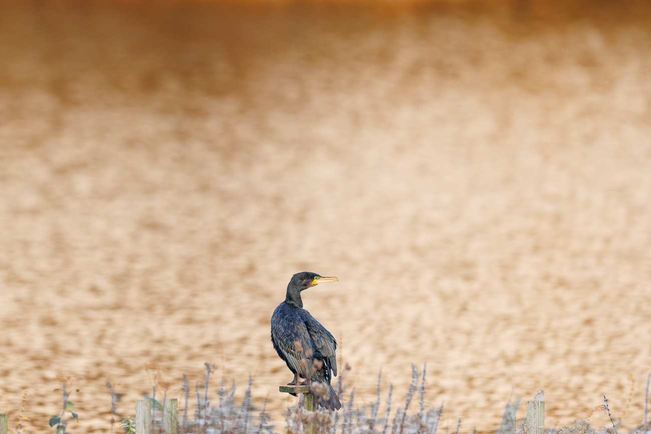 Kormoran [Phalacrocorax carbo]