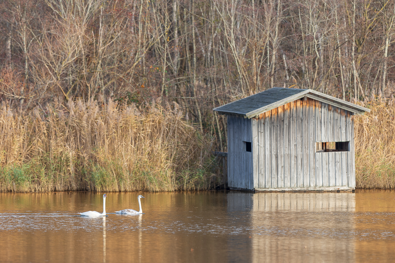 Höckerschwäne [Cygnus olor], Alt- und Jungtier
