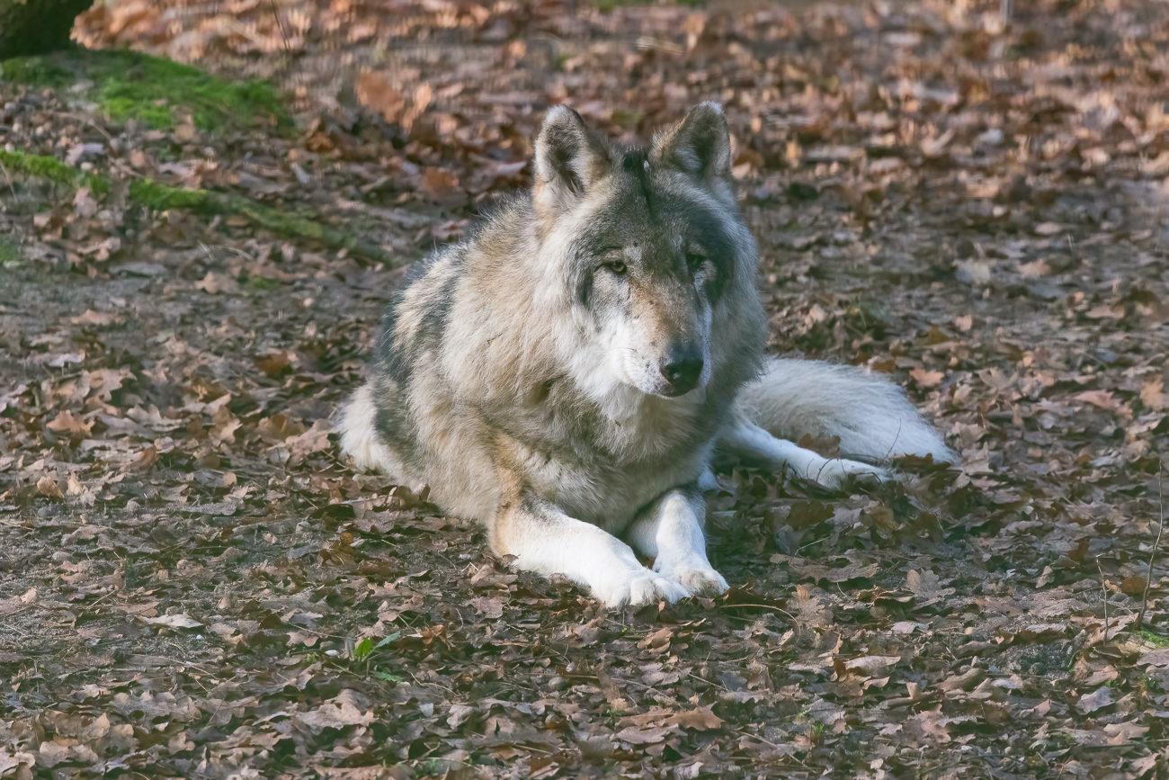 Eurasischer Wolf [Canis lupus lupus] auch Grauwolf genannt