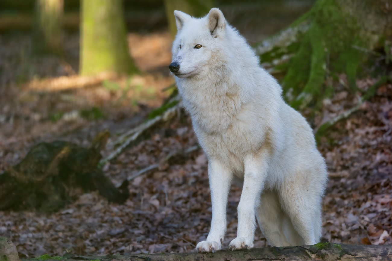 Polarwolf, Weißwolf oder auch Arktischer Wolf [Canis lupus arctos]