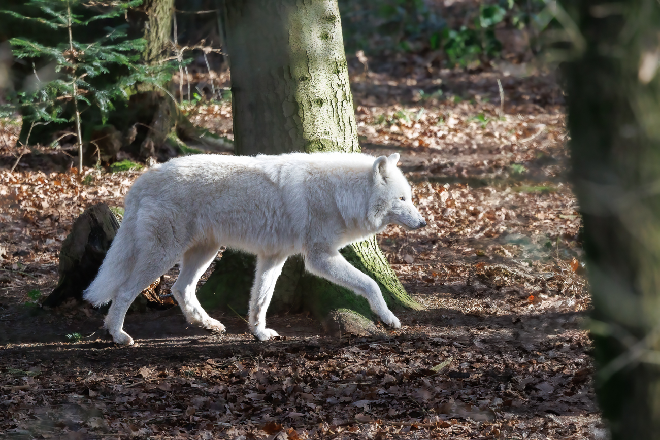 Die Polarwölfe waren etwas agiler als die Grauwölfe unterwegs