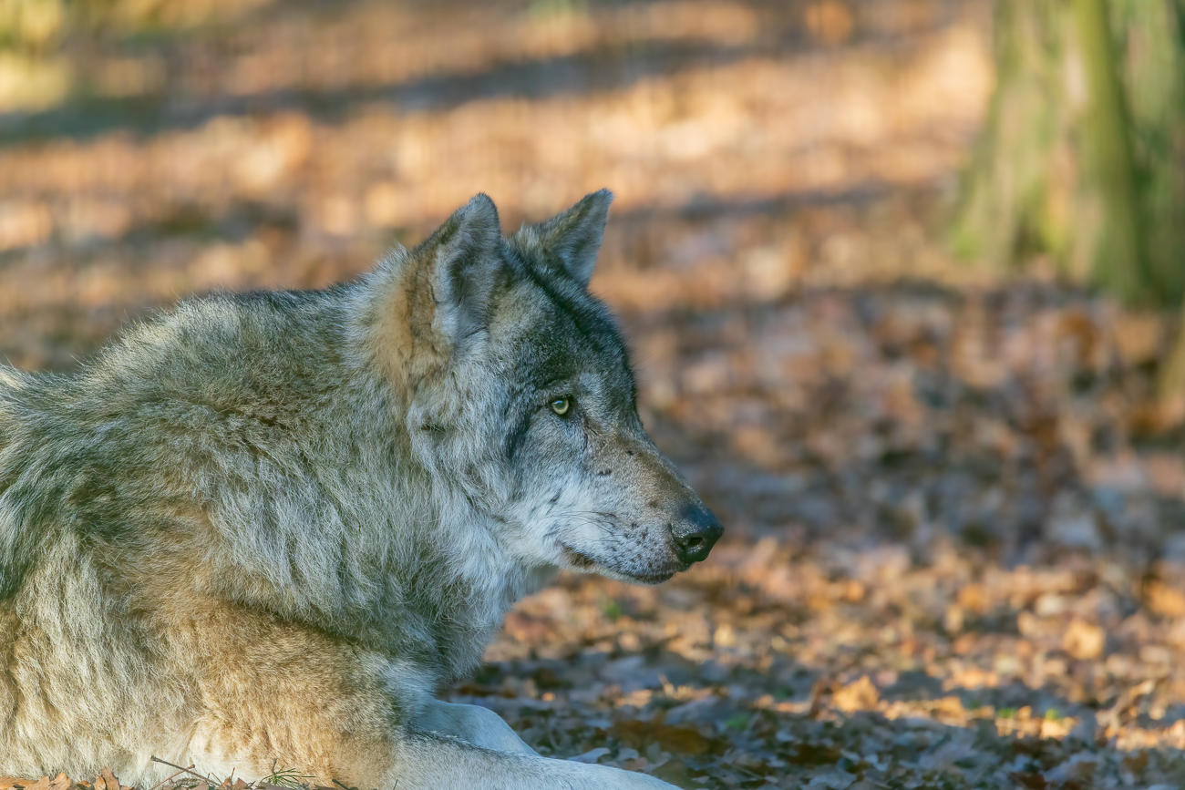 Leider ist immer ein Zaun zwischen Wolf und mir, schlecht zum Fotografieren