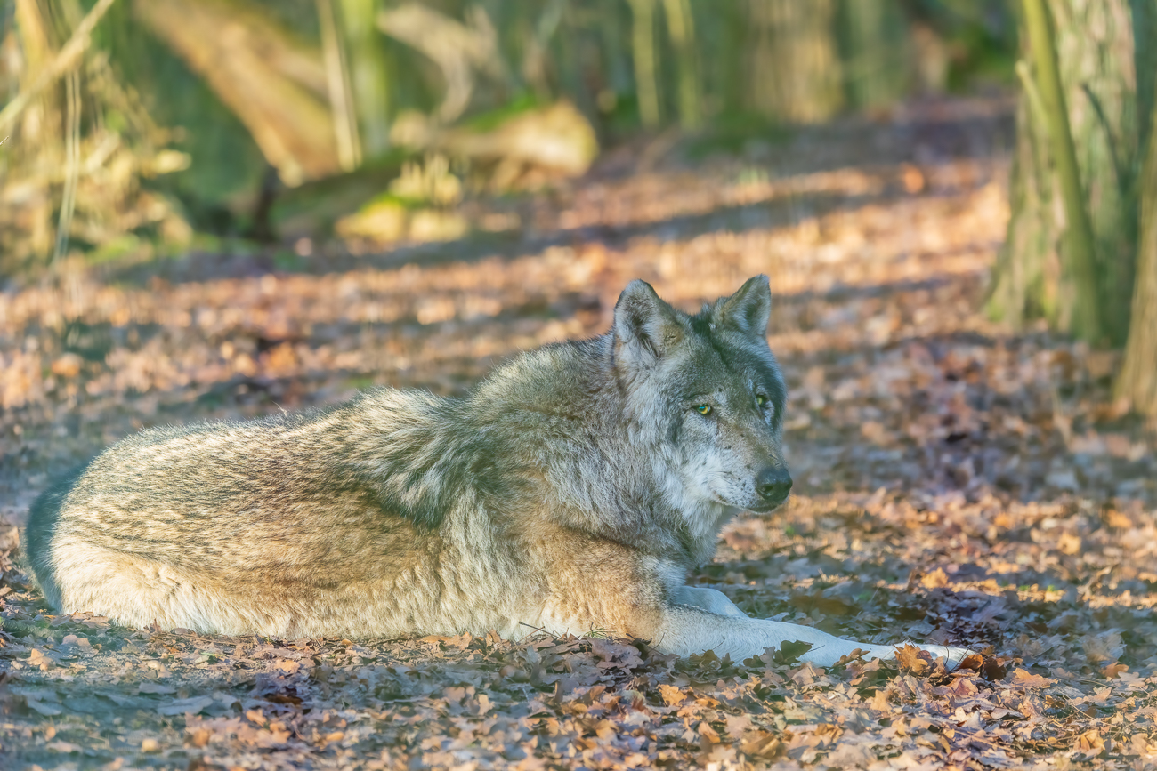 Aber das mit dem Zaun wird sich später noch ändern ;-)