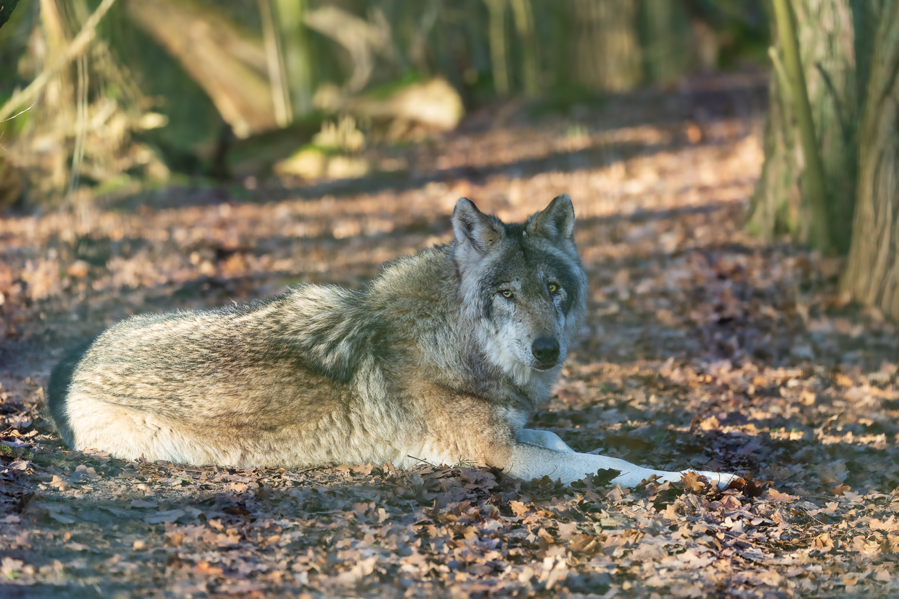 Schau mir in die Augen ;-)