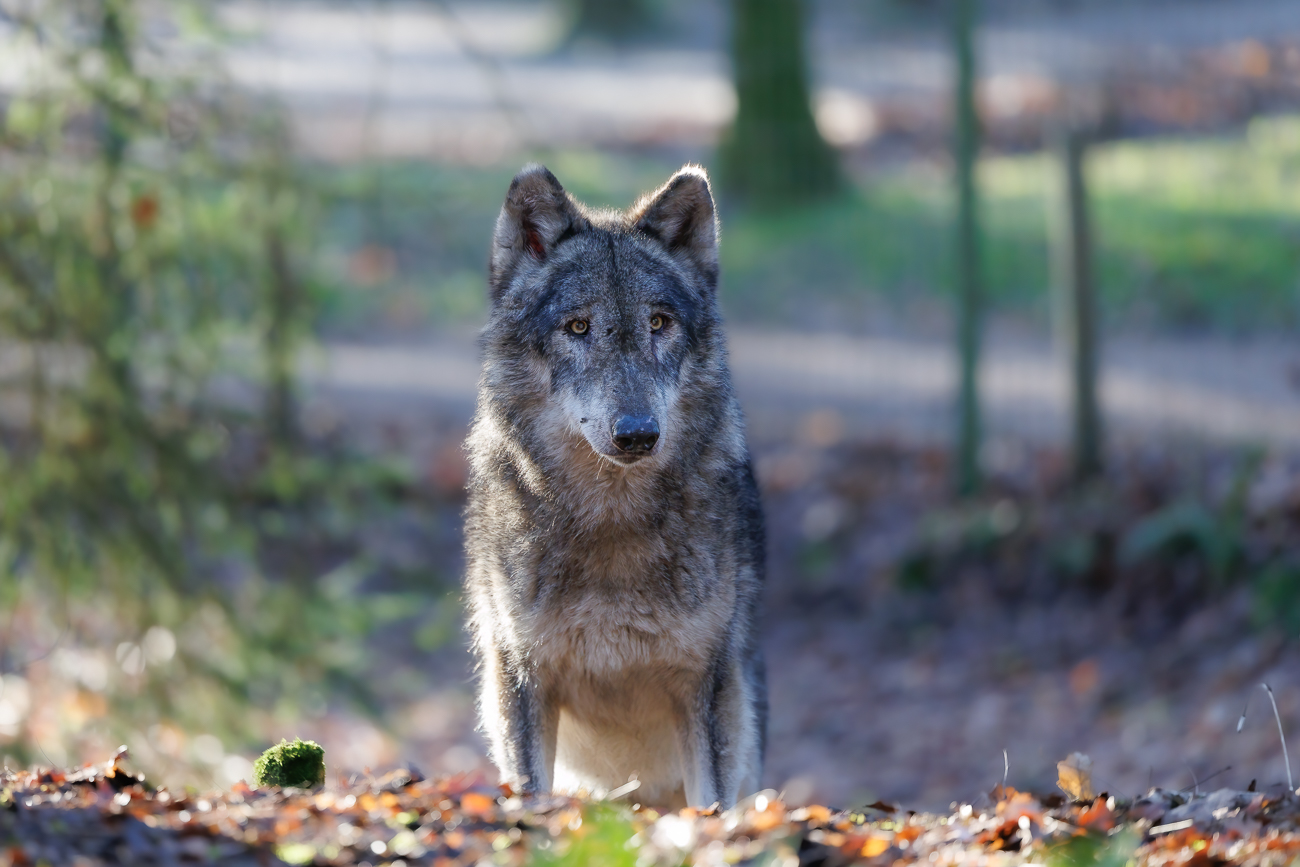 Was machen die zwei Menschen in meinem Revier?