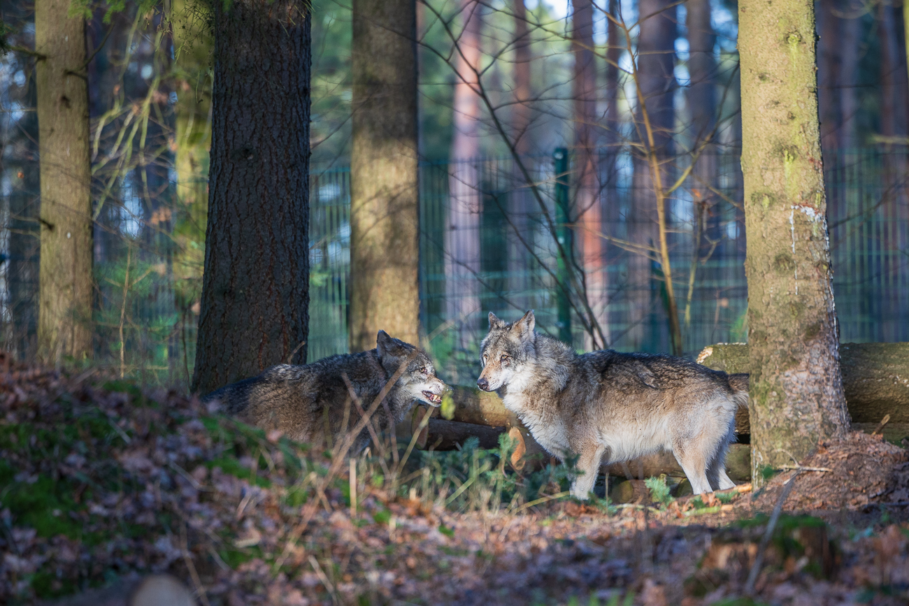 Die beiden Wölfe umrunden uns ...