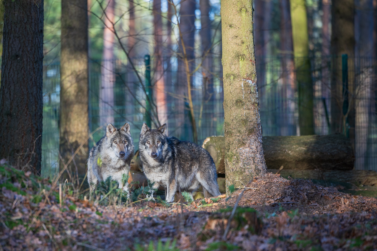 Die beiden Wölfe folgen unseren Spuren ...