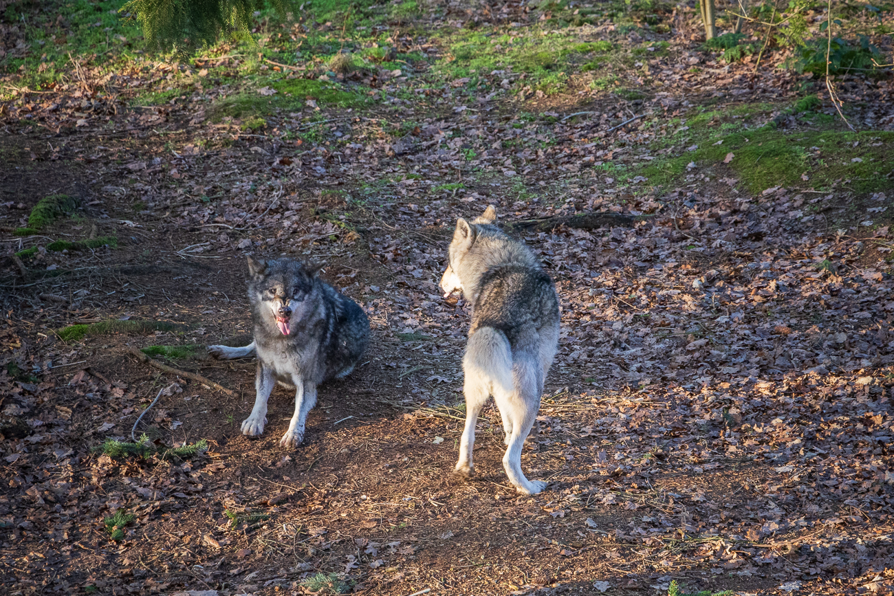 Hier haben sich die beiden Tiere etwas gekabbelt, wahrscheinlich streiten sie, wer mich zuerst fressen darf ;-)