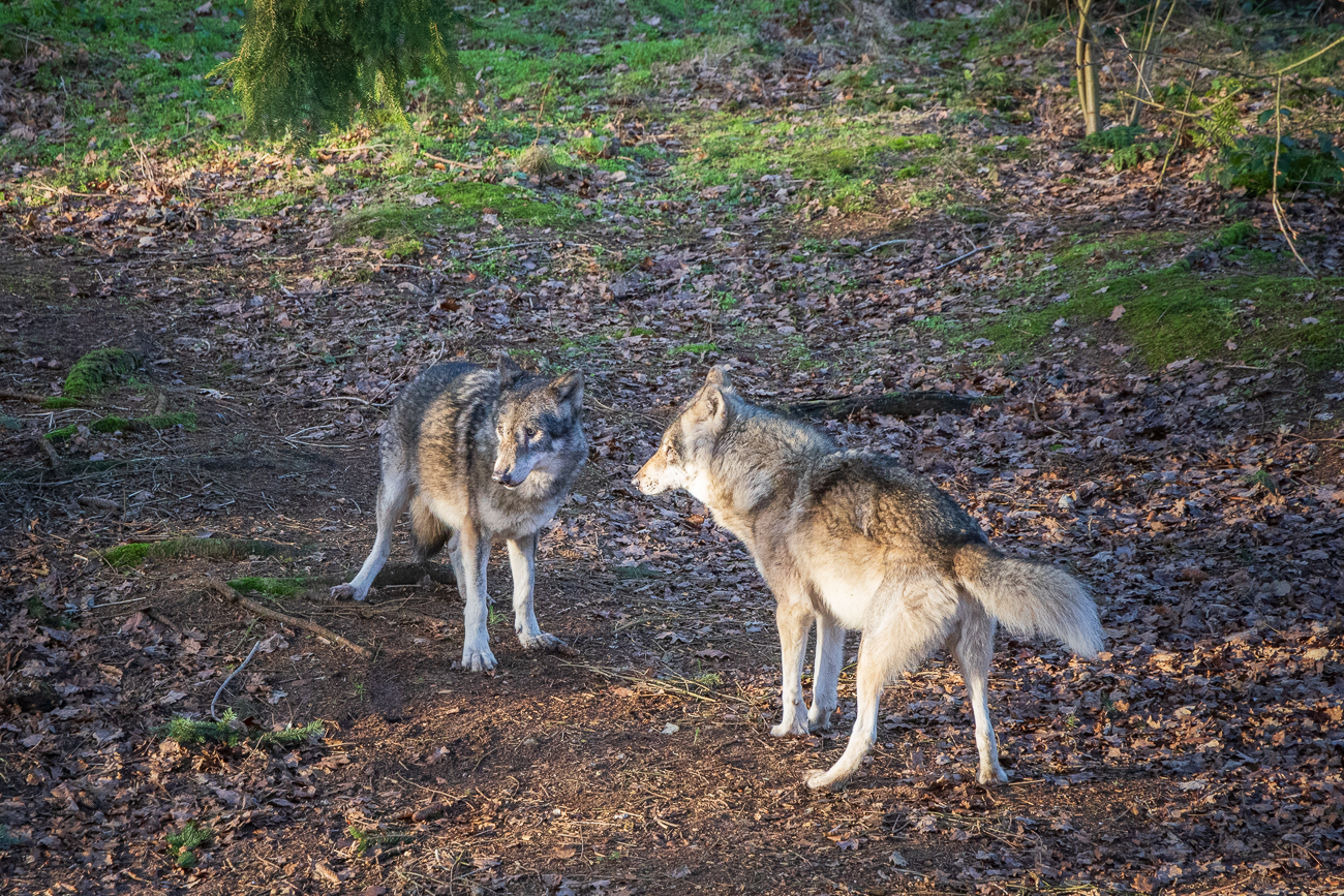 Hier haben sich die beiden etwas gekabbelt ...