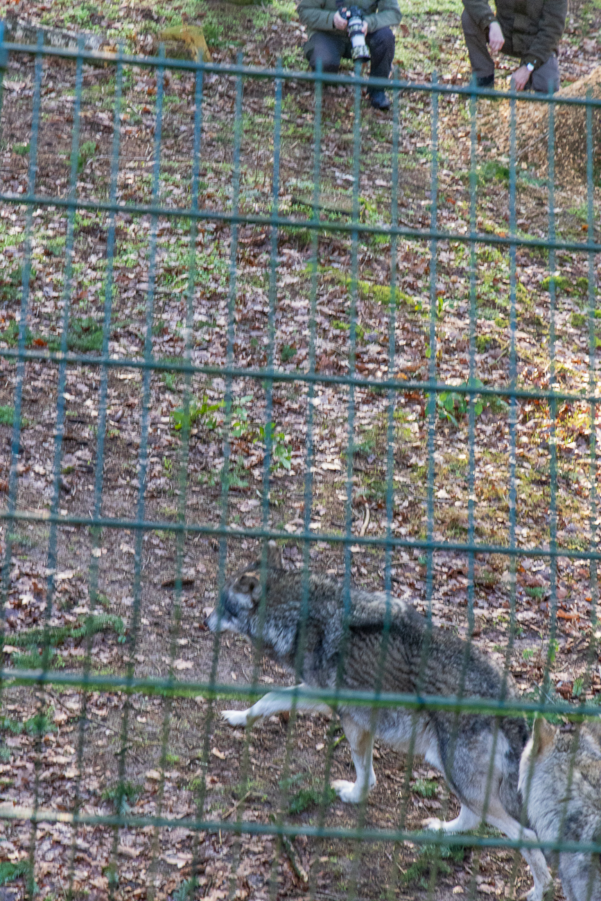 Da waren die beiden Tiere schon sehr dicht an uns dran, leider ist die Aufnahme unscharf :-(