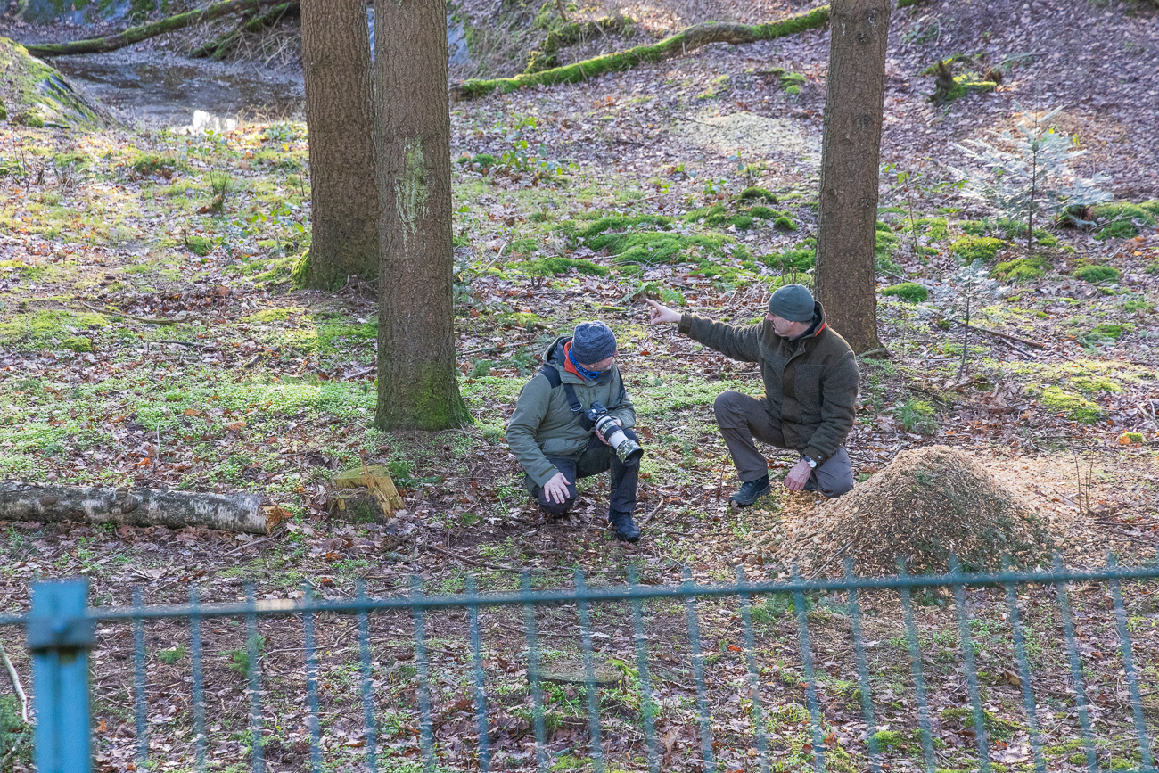 Der Guide erklärt die Verhaltensweisen der Wölfe