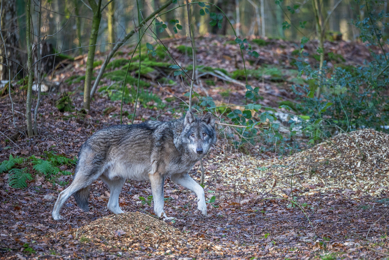 Hier schaut der Wolf etwas skeptisch drein ...