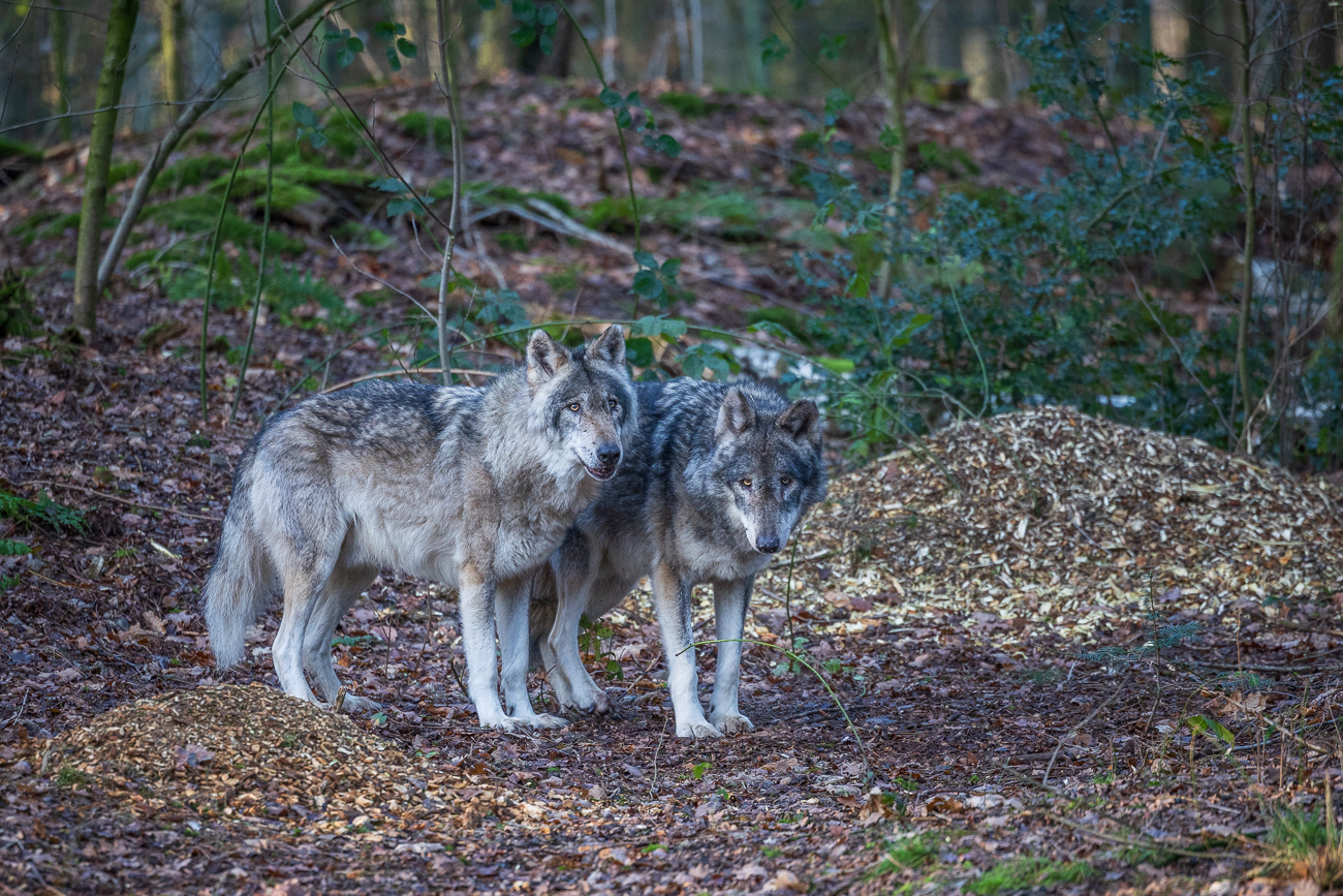 ... lieber mal auf die Verstärkung warten ;-)