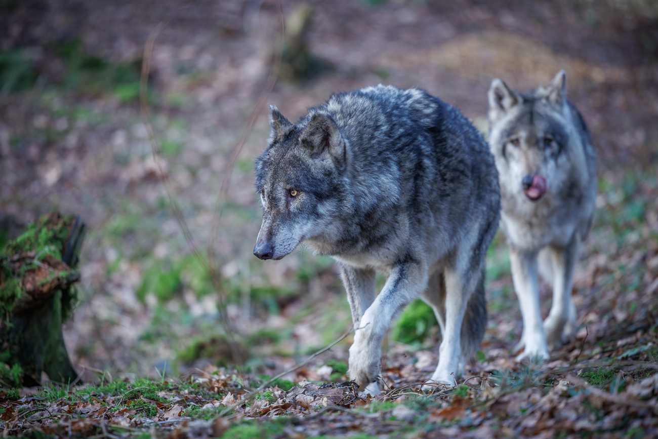 Doch die Tiere sind nur etwas neugierig ...