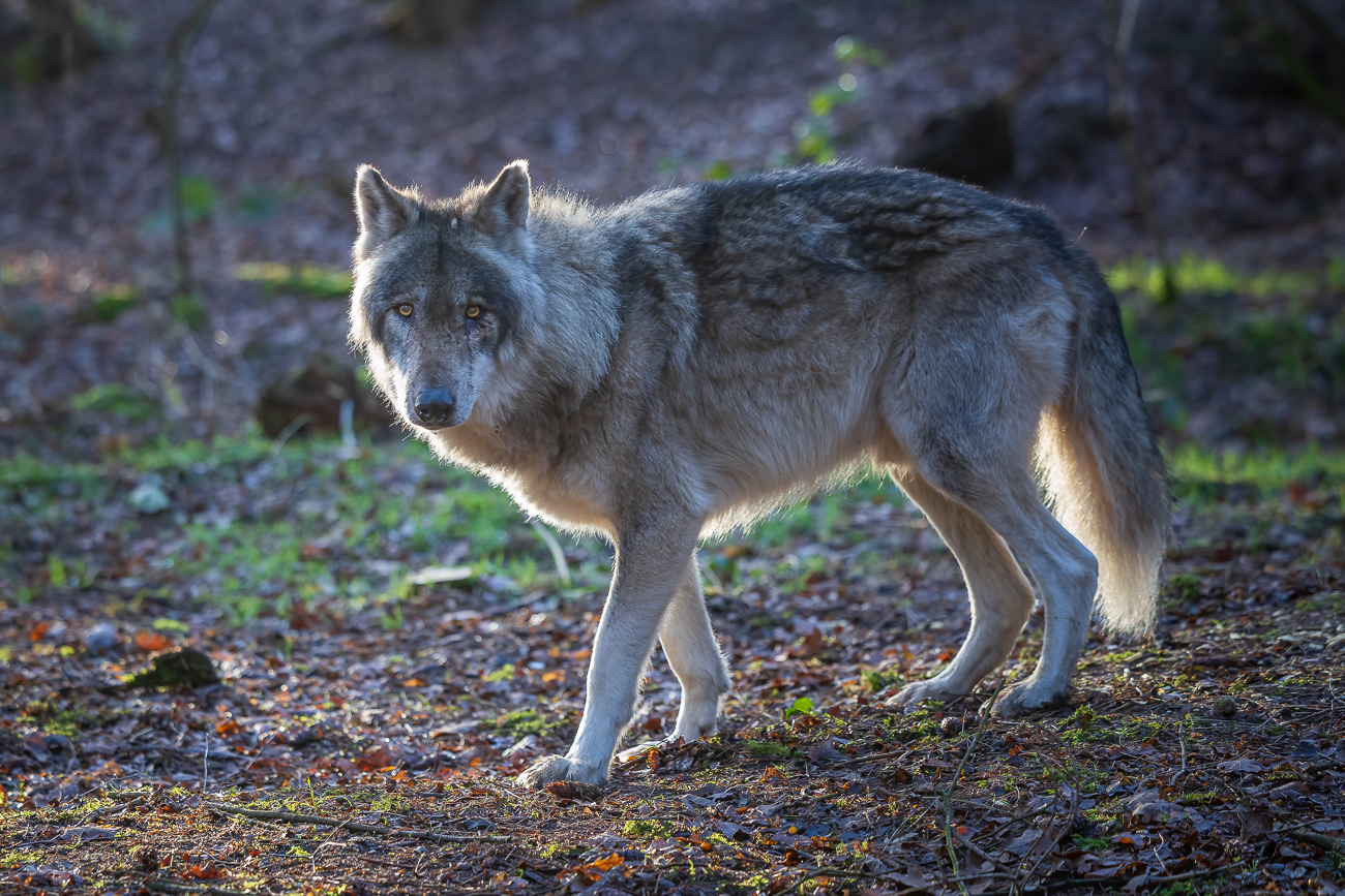 ... weil etwas Fremdes im Gehege ist