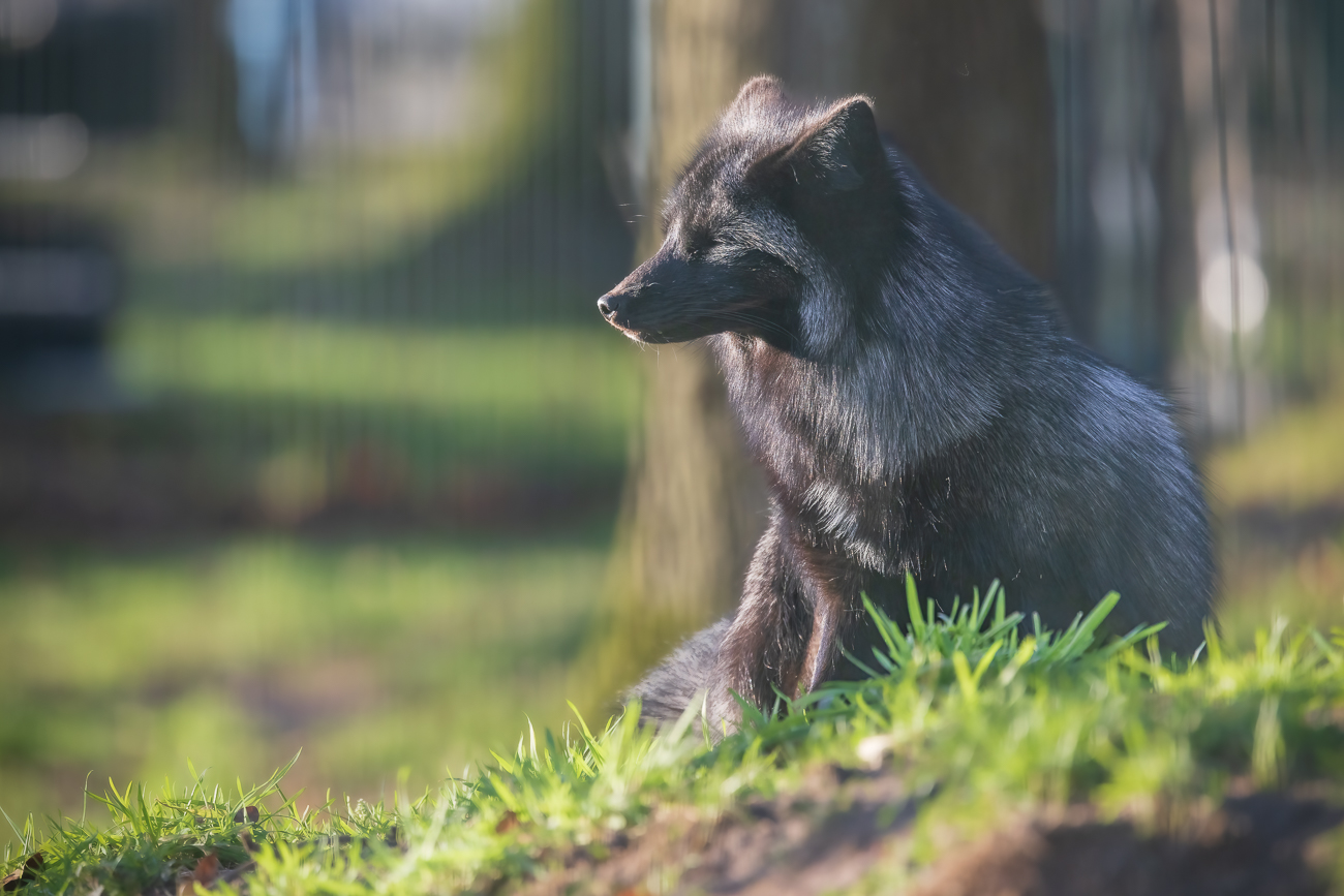 Der Silberfuchs ist eine Farbvariante des Rotfuchses