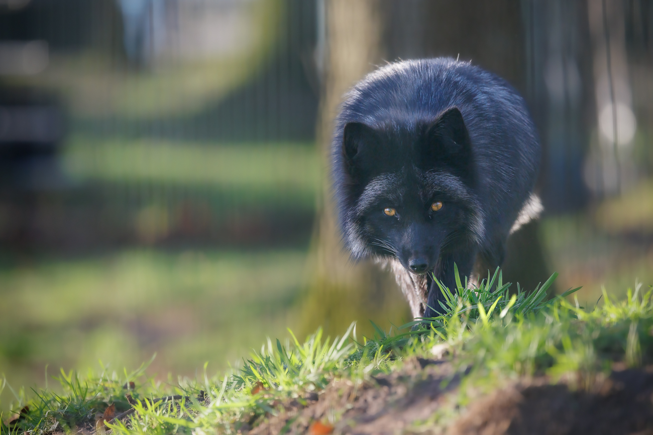 Auge in Auge mit dem Fuchs, hier ist aber noch ein Zaun dazwischen