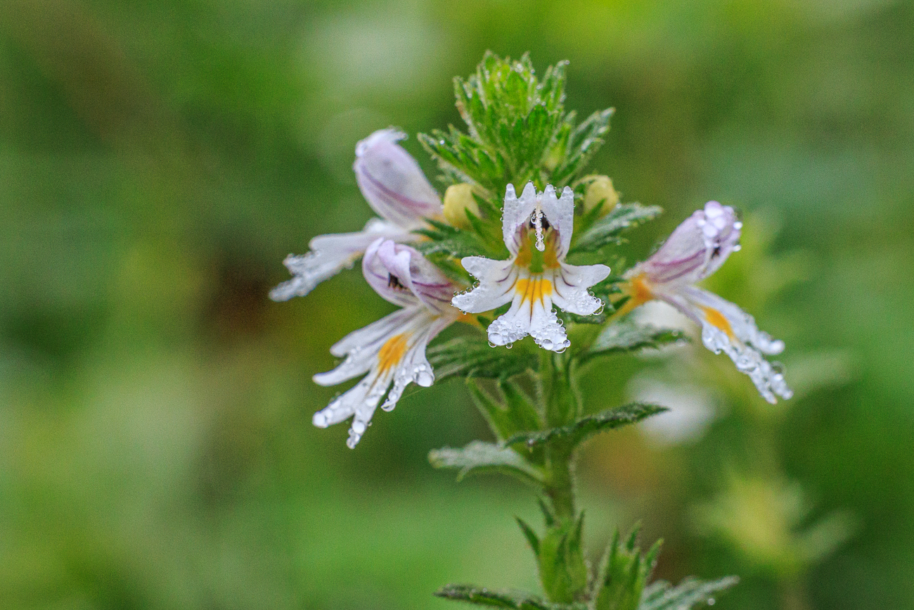 Wiesen-Augentrost [Euphrasia officinalis]