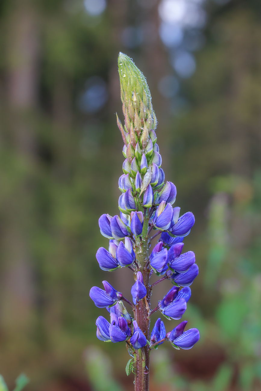 Ausdauernde Lupine [Lupinus perennis]