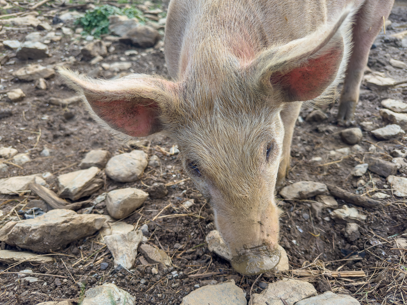 ... wenn das kein Glück bringt ;-)