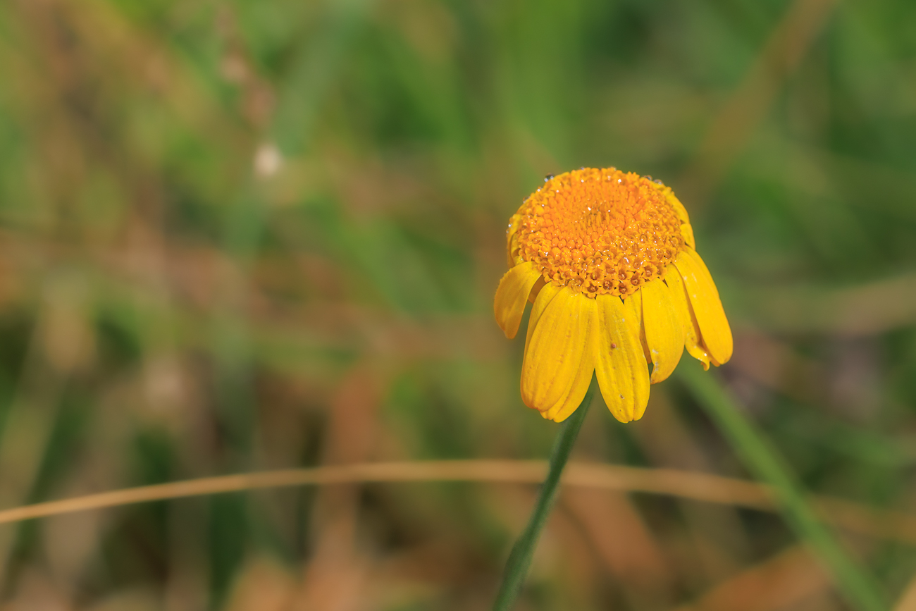 Färber-Kamille [Cota tinctoria]