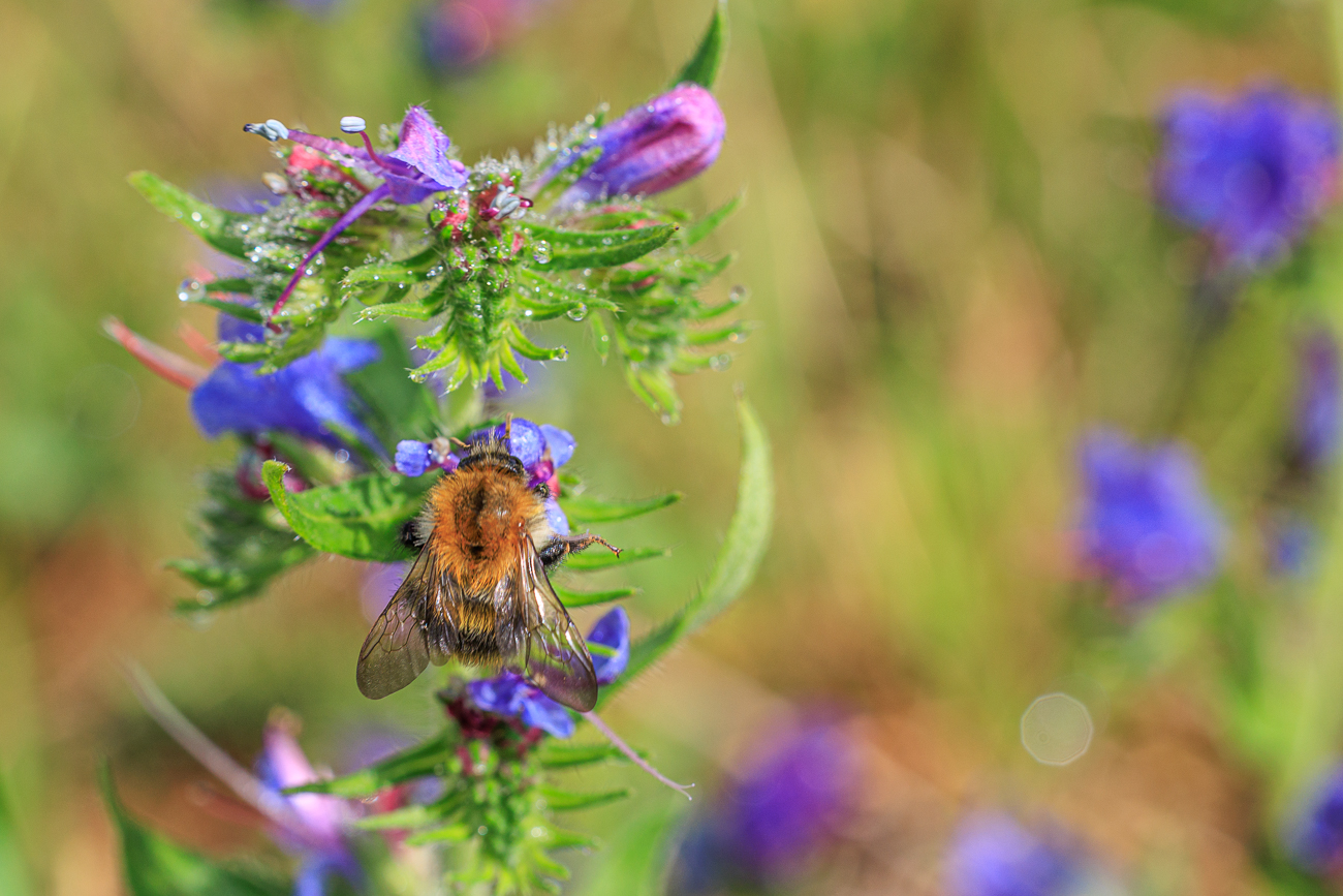 Hummel bei der Arbeit