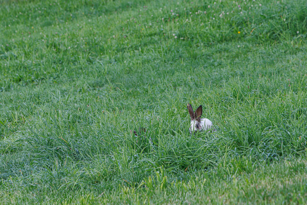 Ja ist denn schon Ostern?