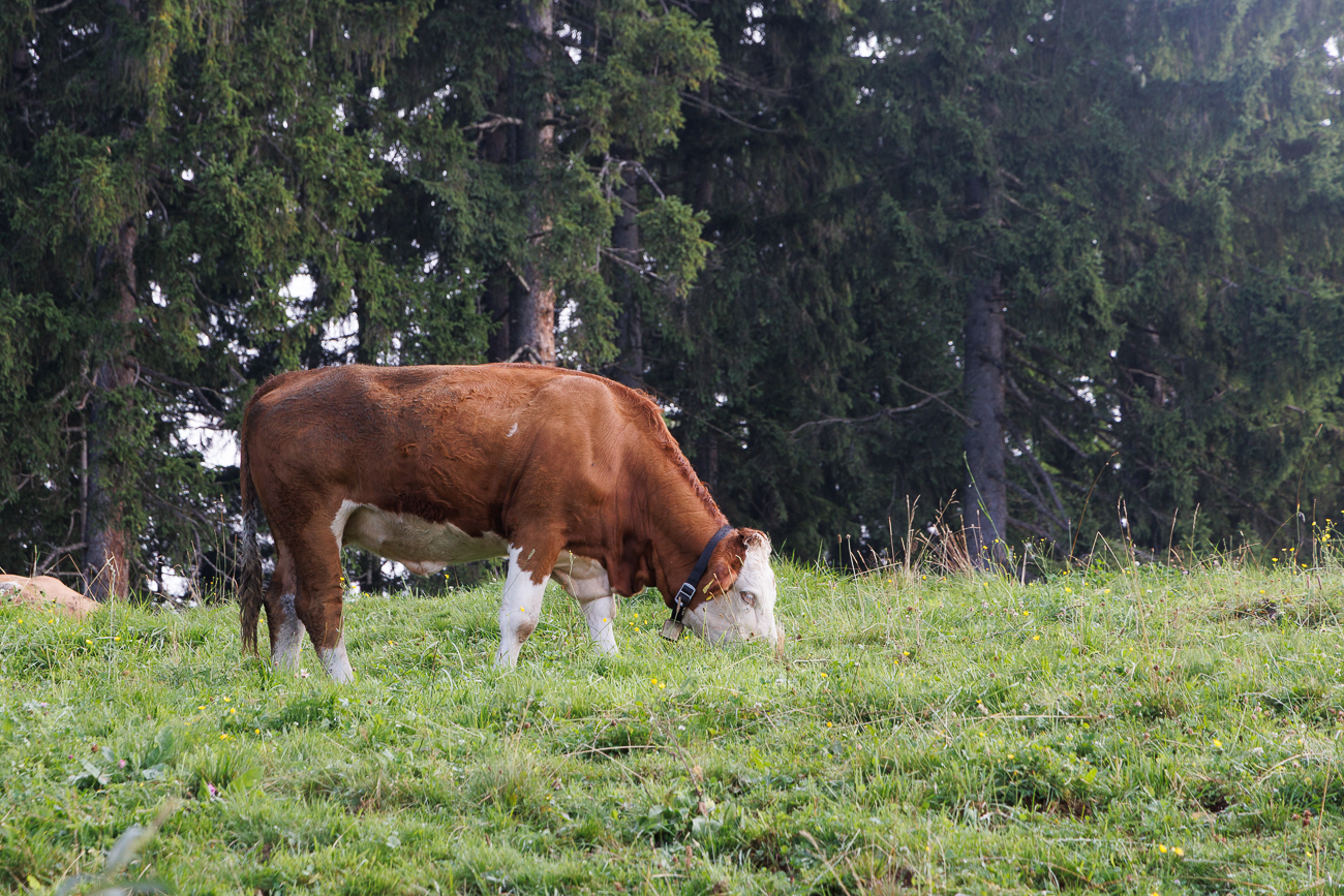 Kuh auf der Weide