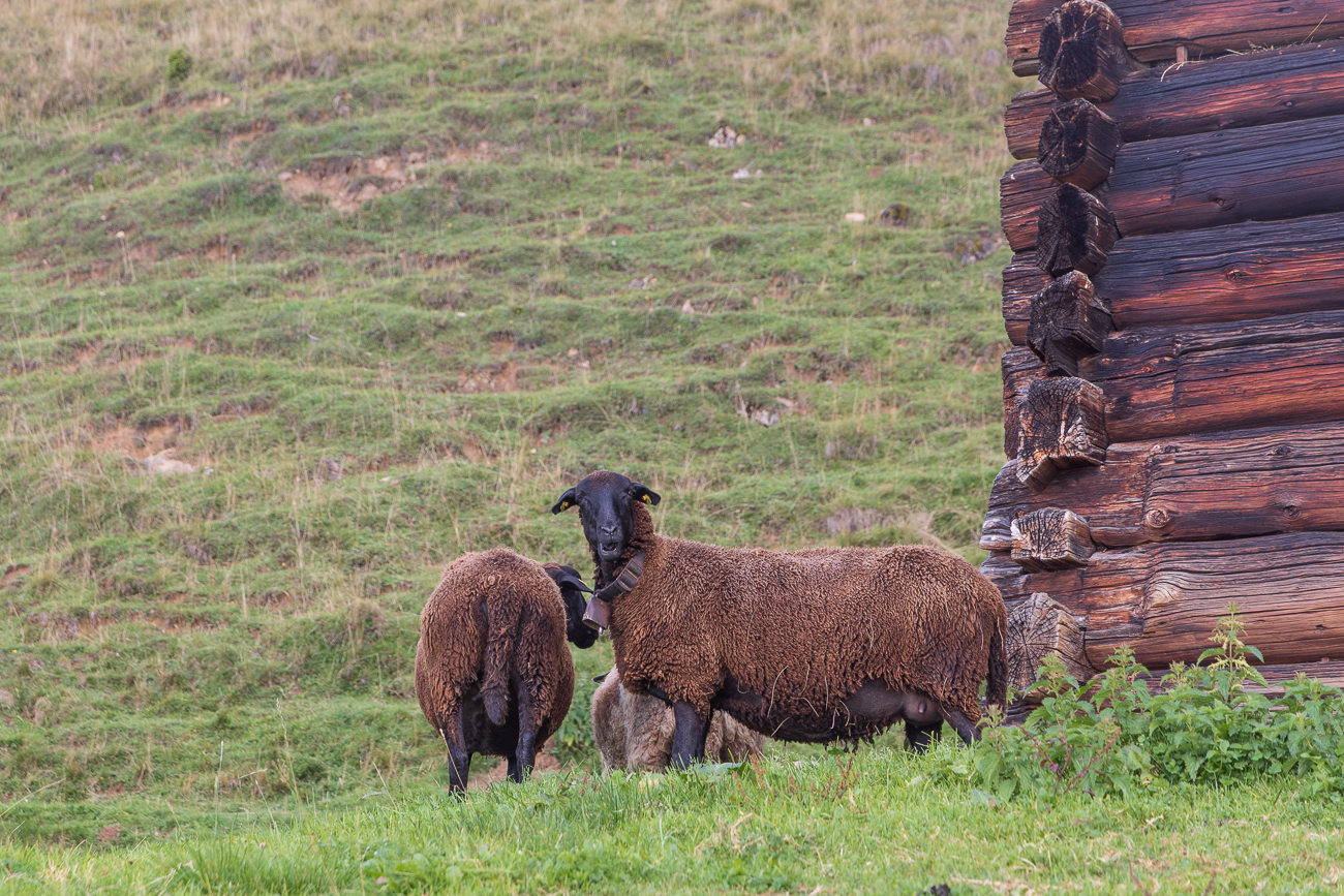 Schafe auf der Weide