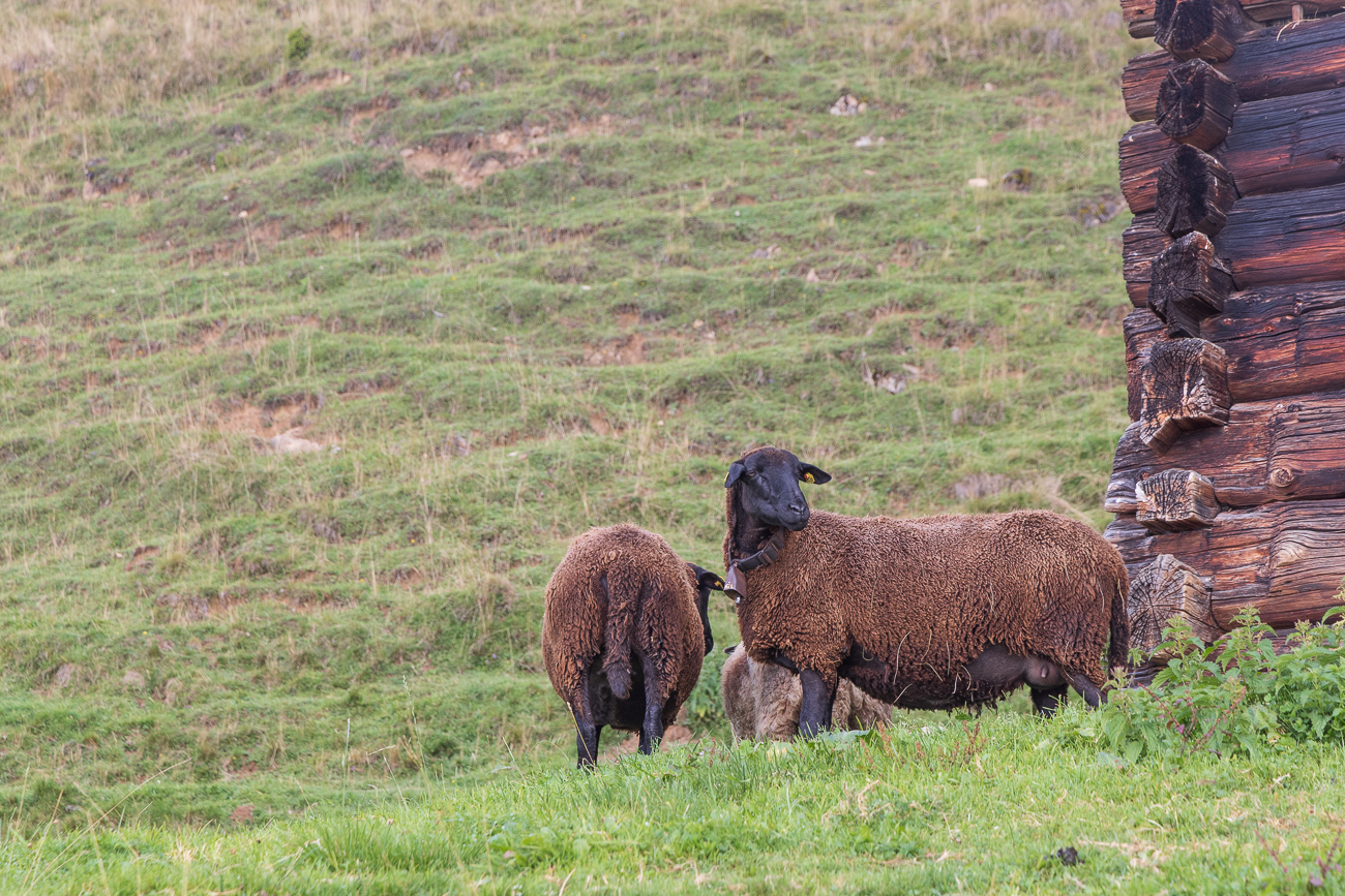 Schafe auf der Weide
