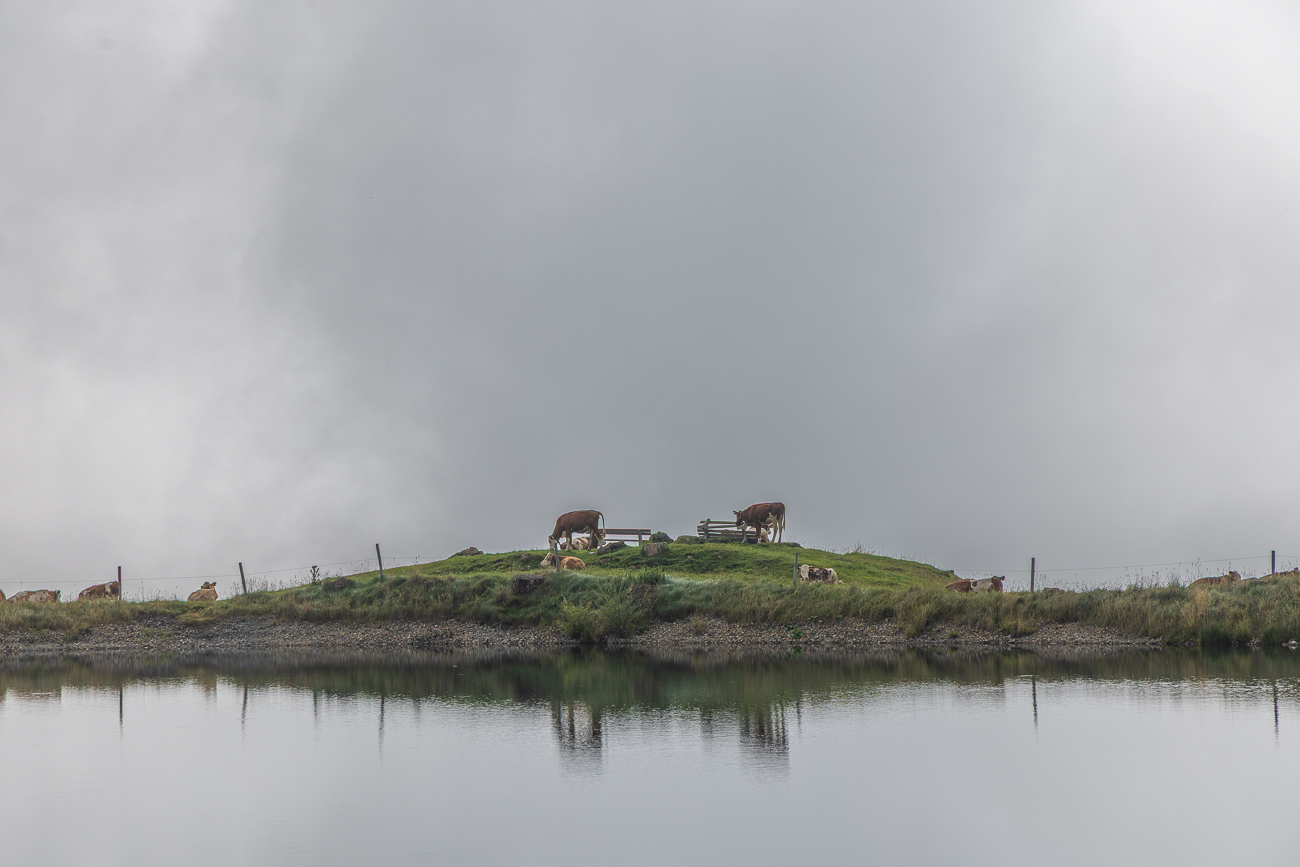 Kühe am Salvensee