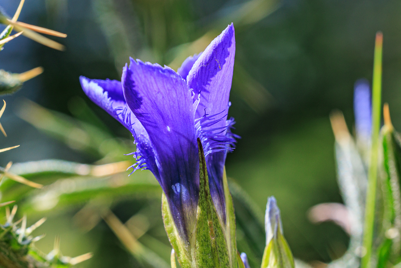 Gefranster Enzian [Gentianopsis ciliata]