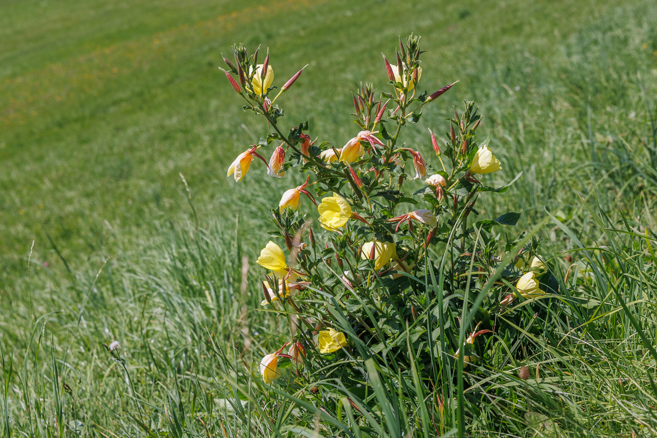 Gefärbte Nachtkerze [Oenothera x fallax Renner]