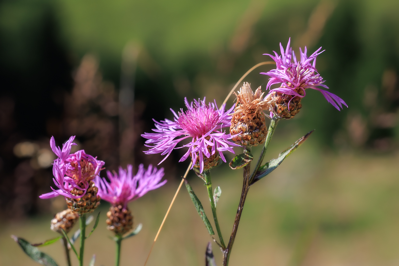 Wiesen-Flockenblume [Centaurea jacea]