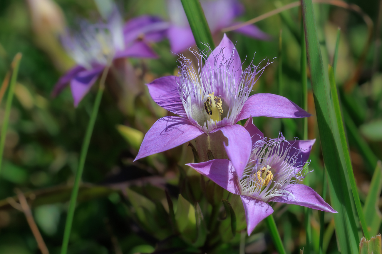Deutscher Kranzenzian [Gentianella germanica]