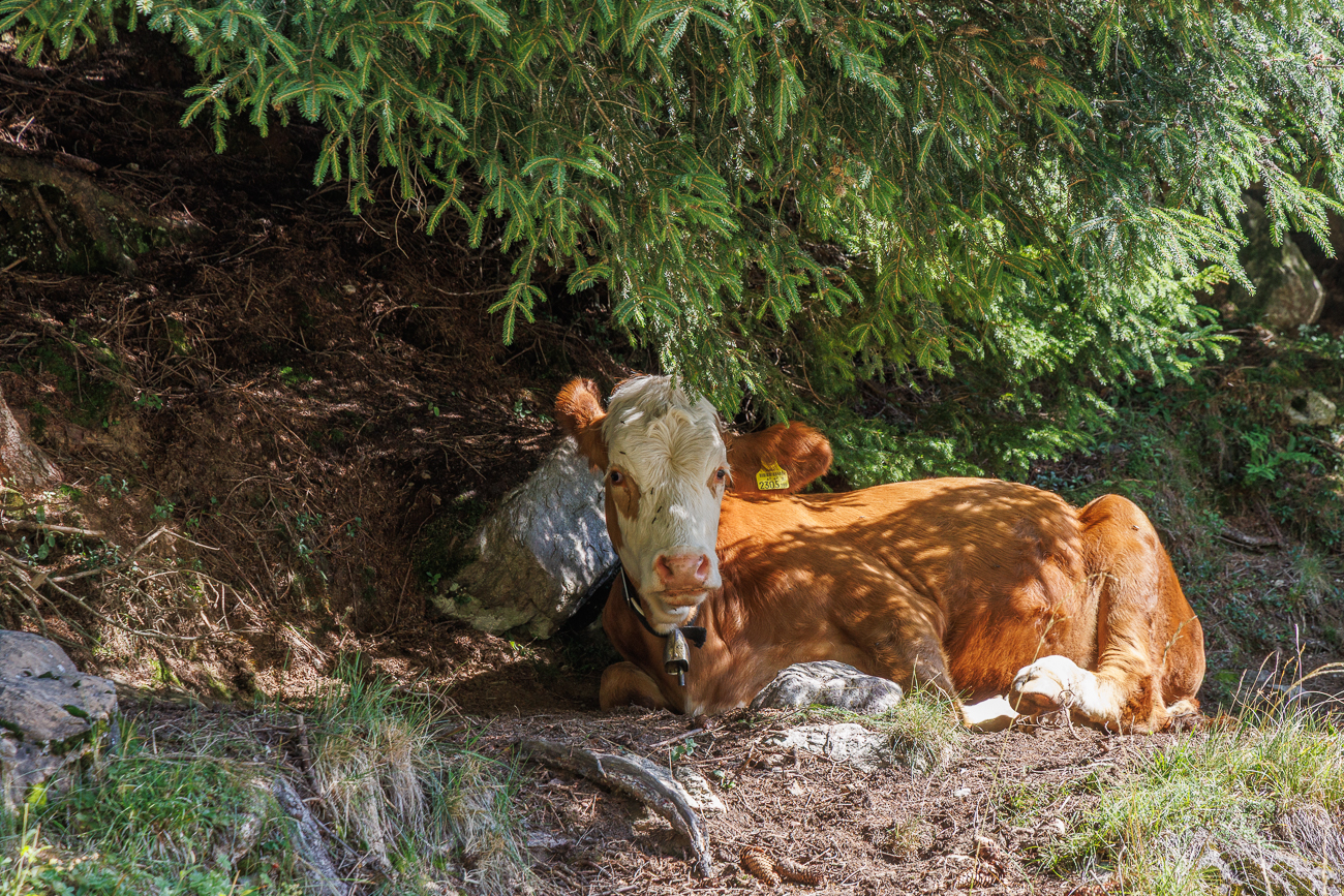 Im Schatten ist es auch für die Kühe angenehmer