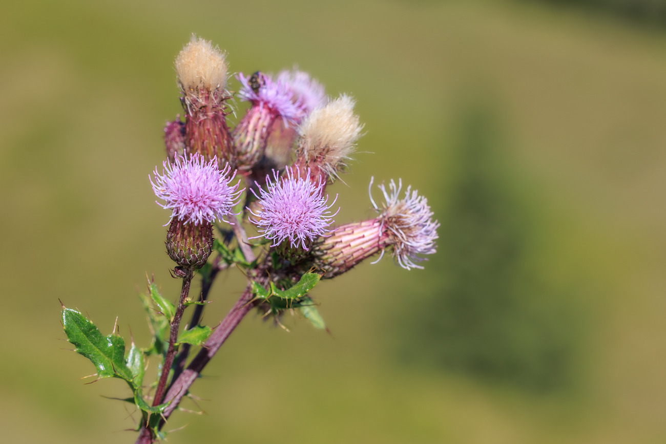Ackerdistel [Cirsium arvense]