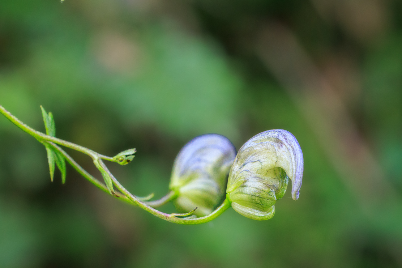 Bunter Eisenhut [Aconitum variegatum]