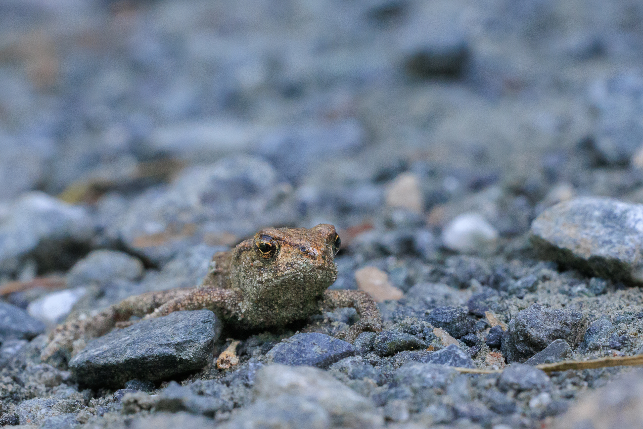 Junge Kreuzkröte [Epidalea calamita]