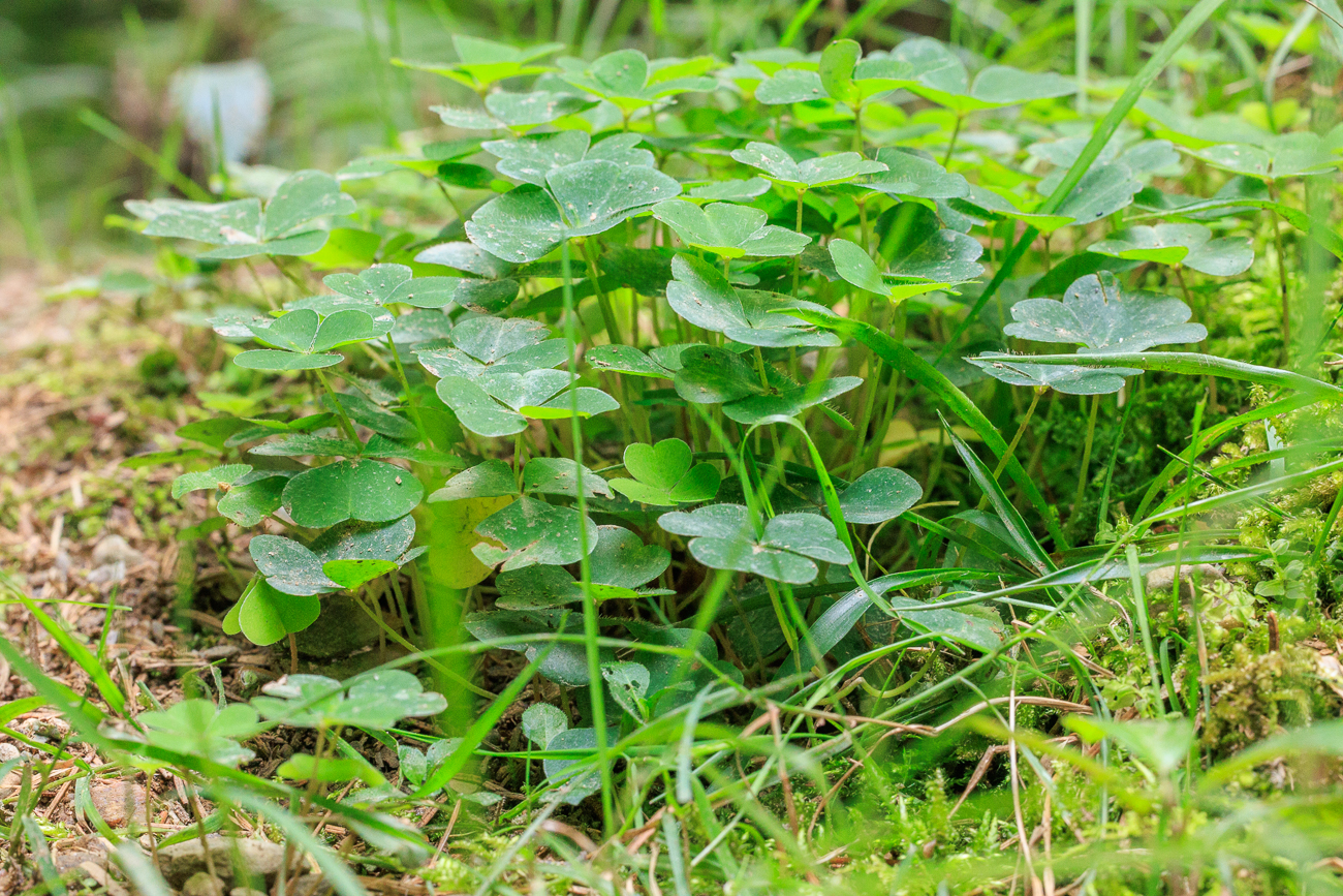 Kleeblätter, wer findet das vierblättrige Exemplar?
